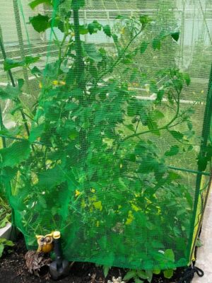 【SDGs委員会だより】元肥料屋目線で語る天気や虫との闘い~ヘチマ部